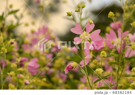 Pink Mallow Flowers in Summer Garden Pink Mallow Flowers in Summer Garden 68382184