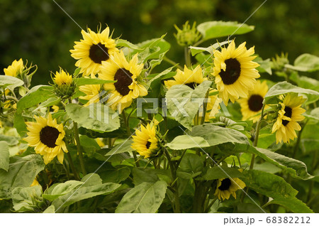 Sunflower on summer field 68382212