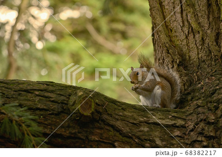 Squirrel Holding A Walnut In The Middle Of The 68382217