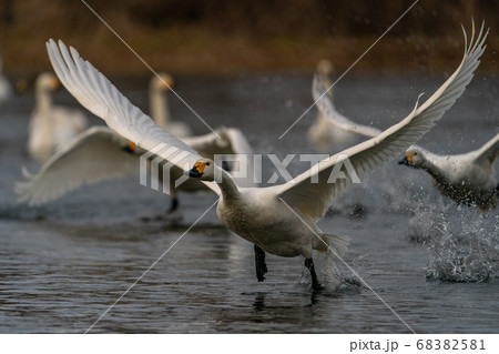 渡りの季節 渡りの季節 68382581