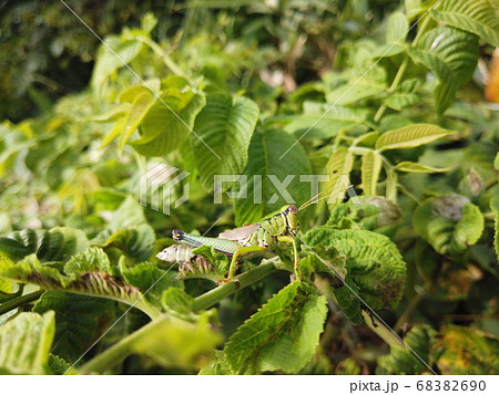 富山県富山市猿倉山にいたトノサマバッタ 富山県富山市猿倉山にいたトノサマバッタ 68382690