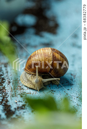 Snail in the garden on a light blue painted wood plate 68382779