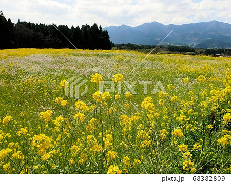 阿蘇の春　南阿蘇村の菜の花畑　（熊本県） 68382809