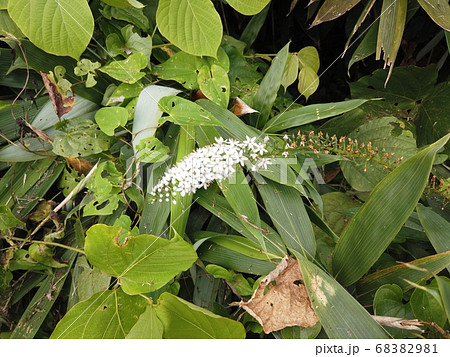 富山県富山市猿倉山のトラノオ 富山県富山市猿倉山のトラノオ 68382981