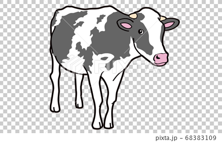 正面から見た白黒の牛の立ち姿のイラスト素材 6109