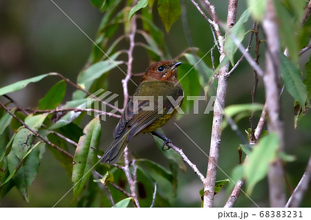 キエリモズヒタキ　メス　パプアニューギニア 68383231