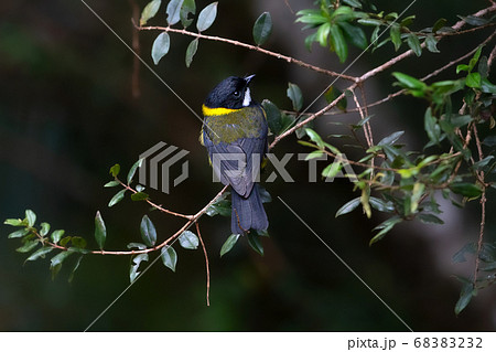 キエリモズヒタキ　オス　パプアニューギニア 68383232