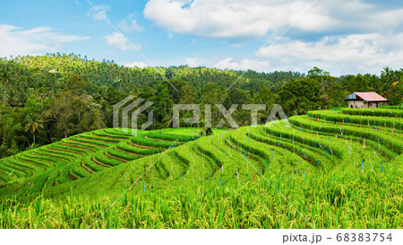 Beautiful view of green rice growing on tropical 68383754