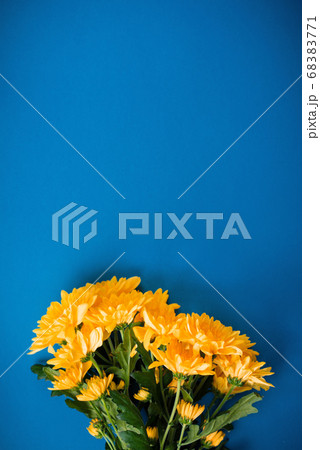 Beautiful orange chrysanthemums lie on a blue background. Beautiful orange chrysanthemums lie on a blue background. 68383771