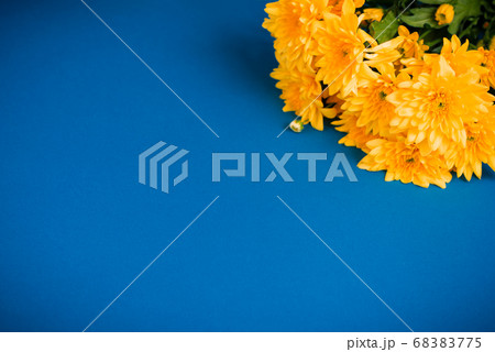 Beautiful orange chrysanthemums lie on a blue background. 68383775