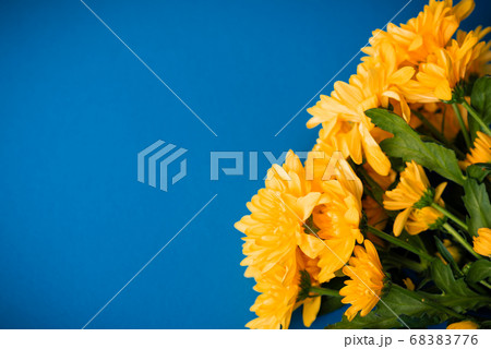 Beautiful orange chrysanthemums lie on a blue background. 68383776