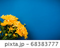 Beautiful orange chrysanthemums lie on a blue background. 68383777
