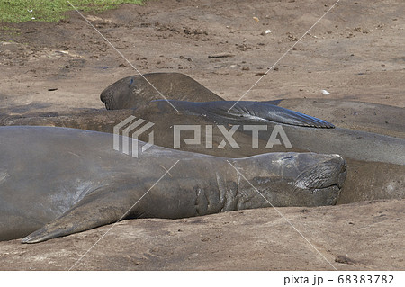 Southern Elephant Seals on Carcass Island Southern Elephant Seals on Carcass Island 68383782