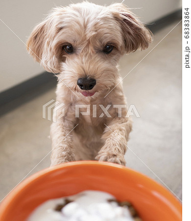 ドッグボウルに入ったドッグフードを食べたいかわいい小型犬 マルプー の写真素材 6864