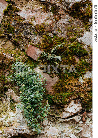 Old concrete or rock wall with green moss and fern 68383878