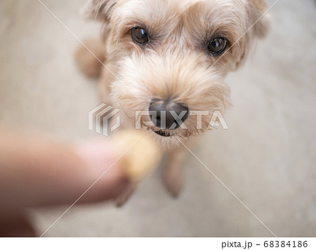 おやつを欲しがるかわいいアプリコットの小型犬 トイプードル マルプー の写真素材