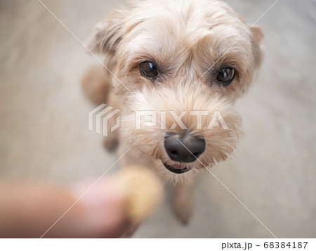 おやつを欲しがるかわいいアプリコットの小型犬 トイプードル マルプー の写真素材