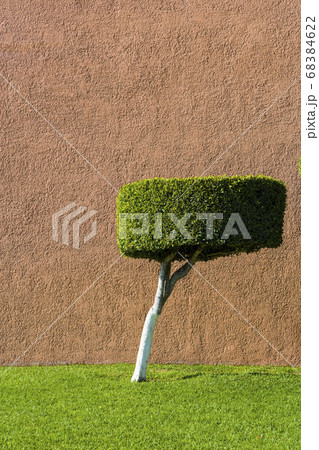 Pruned topiarised tree with white bark and green leaves, a flat top. Pruned topiarised tree with white bark and green leaves, a flat top. 68384622