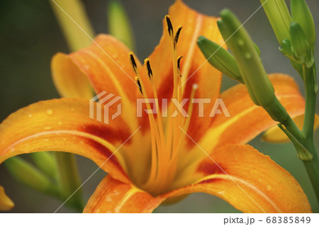 オレンジ色のノカンゾウの花 オレンジ色のノカンゾウの花 68385849