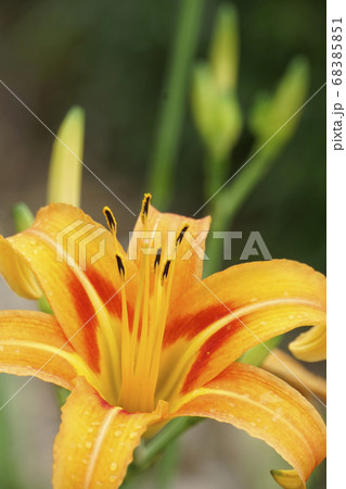 ノカンゾウの黄色い花 68385851