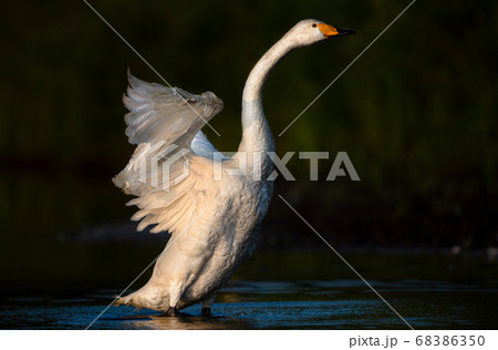白鳥　ウトナイ湖　北海道　苫小牧市 68386350