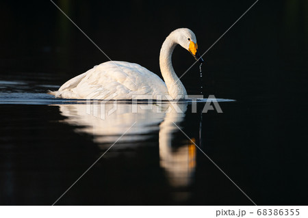 白鳥　ウトナイ湖　北海道　苫小牧市 68386355