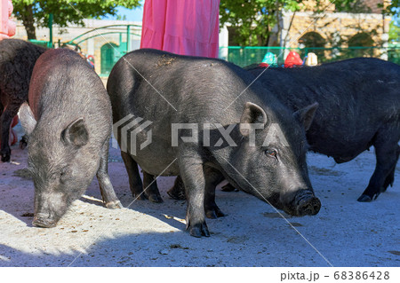 A group of large black pigs in close-up. The 68386428