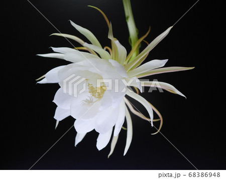 月下美人57 68386948