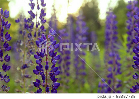 violet lupinus flowers close up in a clearing at violet lupinus flowers close up in a clearing at 68387738