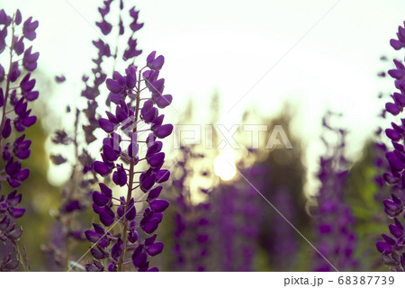 purple lupine flowers close up in a sunset purple lupine flowers close up in a sunset 68387739