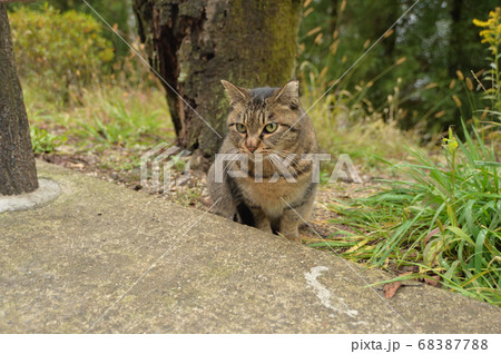 こちらを見つめる猫 68387788