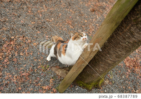 爪を研ぐネコ 68387789