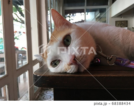 東南アジアのカフェテーブルの上で横になるタイのチェンマイの猫の面白い顔のアップ画像 アジアの猫の写真素材 6434