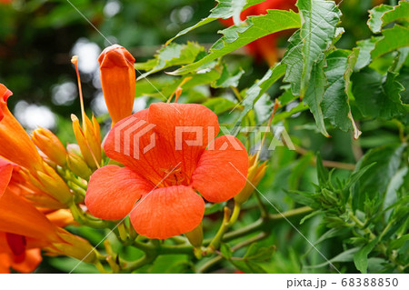 漏斗状の花弁が美しいアメリカノウゼンカズラ 68388850