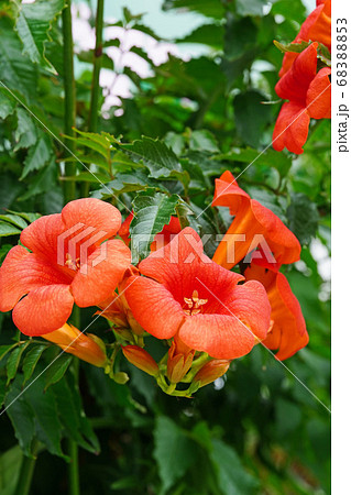 漏斗状の花弁が美しいアメリカノウゼンカズラ 漏斗状の花弁が美しいアメリカノウゼンカズラ 68388853