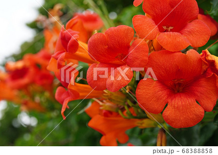 漏斗状の花弁が美しいアメリカノウゼンカズラ 68388858