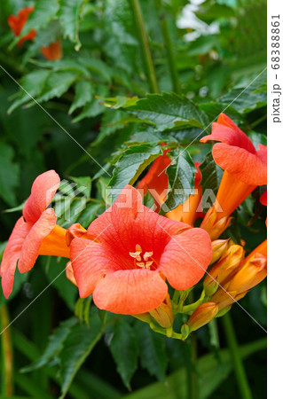 漏斗状の花弁が美しいアメリカノウゼンカズラ 68388861