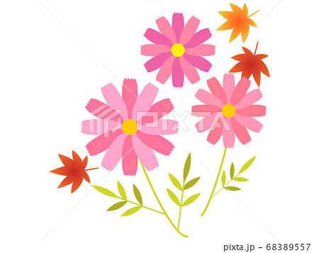 秋の花 かわいいピンク色のコスモスと紅葉の挿絵のイラスト素材 6557