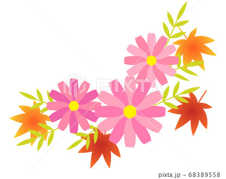 秋の花 かわいいピンク色のコスモスと紅葉の挿絵のイラスト素材 6558
