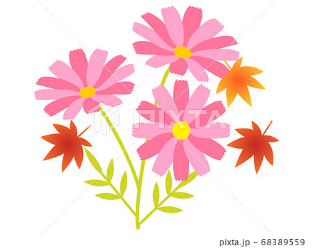 秋の花 かわいいピンク色のコスモスと紅葉の挿絵のイラスト素材 6559