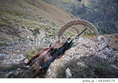 Trophy Asian ibex and hunting rifle in the mountains, Trophy Asian ibex and hunting rifle in the mountains, 68389574