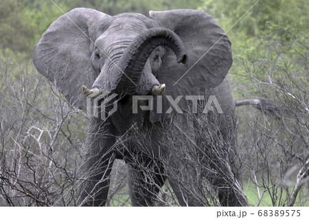 Aggressive elephant with raised trunk looks at the camera Aggressive elephant with raised trunk looks at the camera 68389575