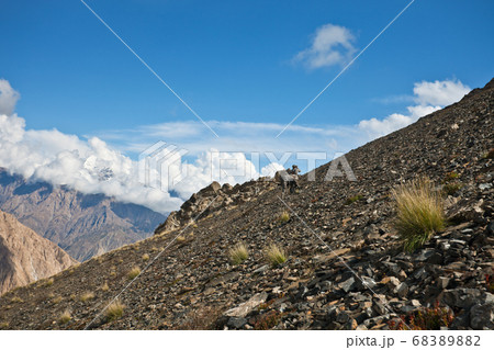 Two hunters in camouflage clothing with a gun on the mountain Two hunters in camouflage clothing with a gun on the mountain 68389882