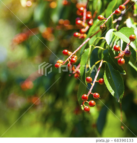 Small red black cherries 68390133