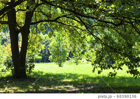 Green trees in the park. Summer landscape. 68390136