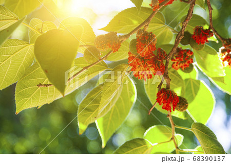Paper tree in the park. Fruit close-up. 68390137