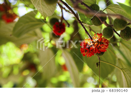 Paper tree in the park. Fruit close-up. 68390140