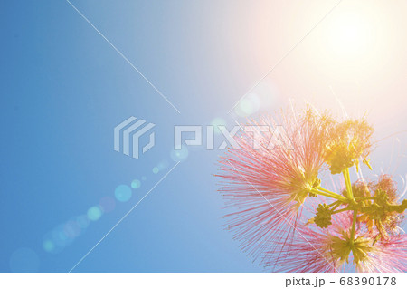 Pink flowers in sunlight against the sky Pink flowers in sunlight against the sky 68390178