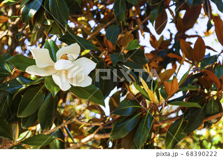Blooming magnolia close up. Blooming magnolia close up. 68390222