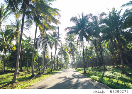 Road and coconut trees, the island entrance-travel 68390272
